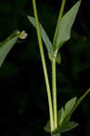 Arrowleaf tearthumb